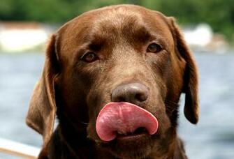 Fil Chocolate Lab Jpg Wikipedia