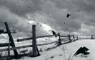 Crows Desktop Pc And Mac Wallpaper