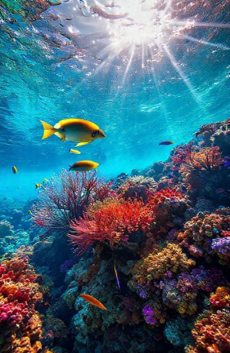 HD Ocean Sea Life Wallpaper