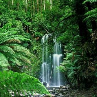 Los Rboles Y Bosques Que Stos Conforman