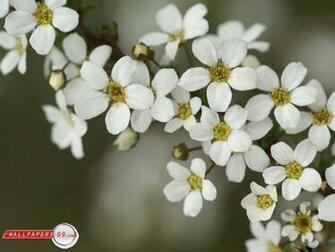 Spring Flowers Wallpaper