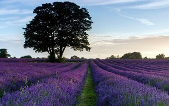 Flowers Landscape Others Lavender Purple Wallpaper