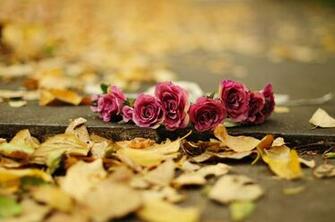 Flower Rose Roses Leaves Yellow Earth Autumn Bokeh Wallpaper