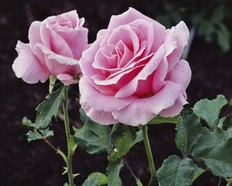 Beautiful Flowers Pictures Wallpaper