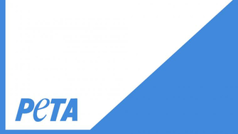 Peta Wallpaper