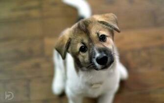 Cute Puppy Wallpaper HD On