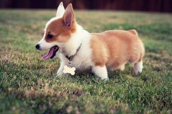 Corgi Wallpaper