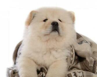 Chow Wallpaper Dogs