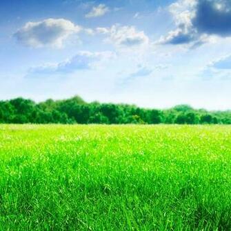 Green Field iPad Wallpaper Tablet And Background