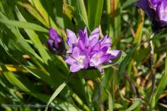 Wildflowers Wallpaper Click Picture For High Resolution HD