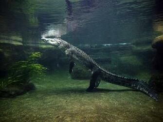 Crocodile Wallpaper HD Desktop Background For