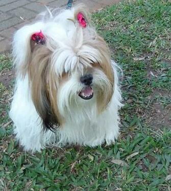 Shih Tzu Cute Dogs Photo