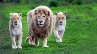 Online Wallpaper Shop Lion Pictures Image For Desktop