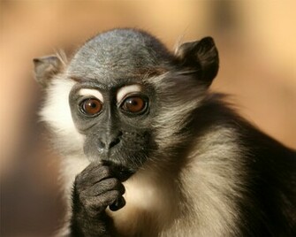 Nature Wallpaper Baby Monkey Funny