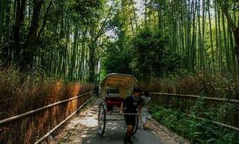 Bamboo Forest Japan All Of These Photo Is Cached From This