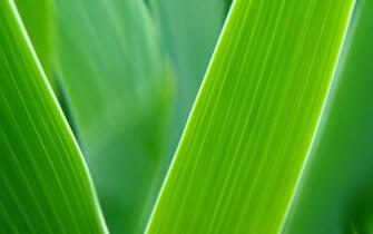 Green Leaves Picture Grown Beautiful