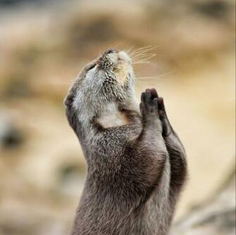Funny Squirrel And River Otter Pictures Critter Get Ritter