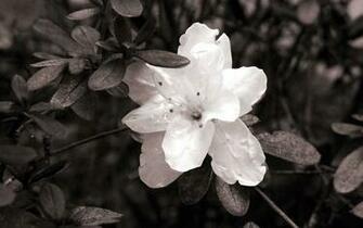 Wallpaper White Flowers