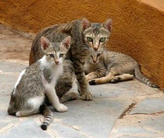 Funny Cat Family Pc Android iPhone And iPad Wallpaper Pictures