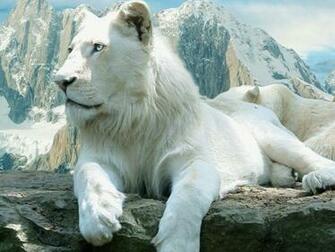 White Lion Wallpaper Zoom