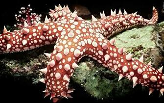Beautiful Wallpaper Star Fish