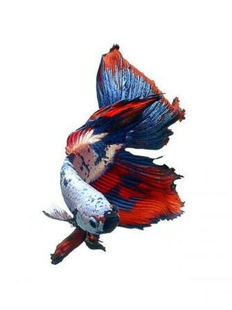 iPhone 6s Announced With Betta Background Live Tropical Fish