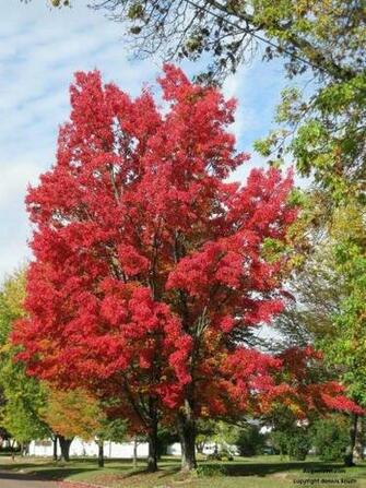 Blazing Red Maple Autumn Splendor In Augusta Wisconsin On Perkins