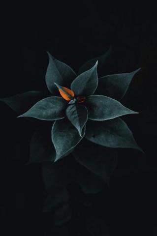 Best Black Wallpaper HD 4k S Flowers
