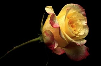 Yellow Rose Wallpaper Amazing