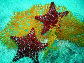 Sea Life Computer Wallpaper Desktop Background Id