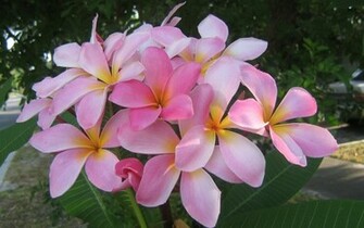 Exotic Flowers