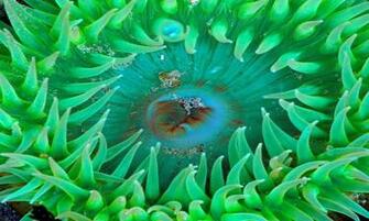 Marine Animals Wallpaper Google Play De Android Uygulamalar