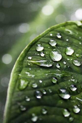 Raindrops Wallpaper iPhone