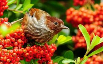 Design Desktop Love Birds Wallpaper