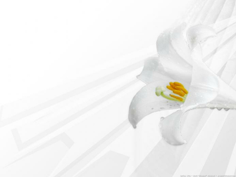 Spring Lily Wallpaper At Klowner