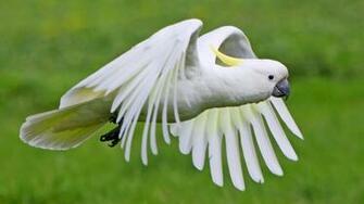 Best Cockatoo Wallpaper