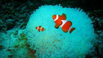 Clown Fish Wallpaper