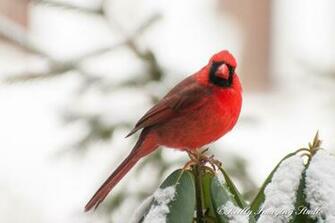 Red Birds In Snow