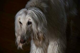 Image Sighthound Afghan Hound Dog Animal Black Background