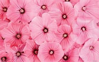 Pink Flower Wallpaper