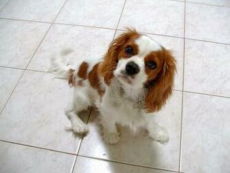 Cavalier King Charles Spani L Wallpaper