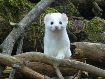 Best Ermine Background Wallpaper
