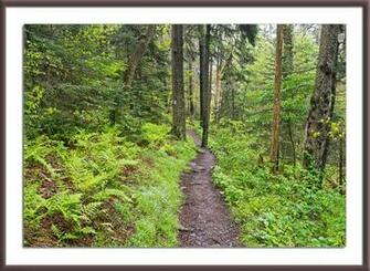 Hiking Trail Wallpaper Way Down This