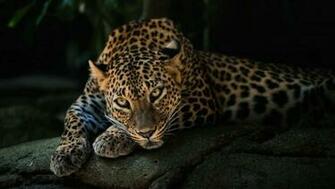 Jaguar Wallpaper HD Quality Desktop