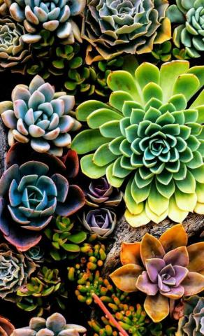 Succulents Wallpaper Succulent Photography