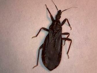 Kissing Bug Foothill Sierra Pest Control
