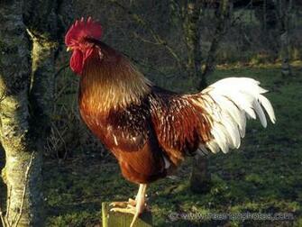 Rooster Wallpaper