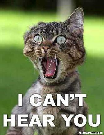 Random Image Funny Things Wallpaper And Background Photos
