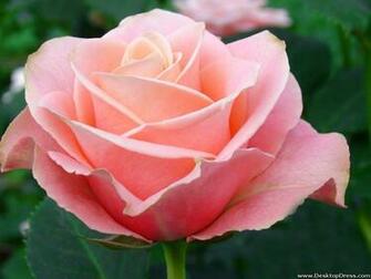 Wallpaper Flowers Gardens Background Rose Pale Pink2