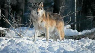 Gray Wolf Widescreen